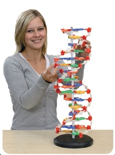 Velký model DNA